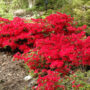 Azalea – Hino Crimson – #3 Container
